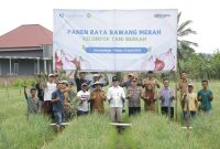 6000 M² Lahan Bawang Merah Dipanen, Wali Kota Apresiasi Dukungan BI ke Petani Kotamobagu//Foto: Kominfo Kotamobagu.